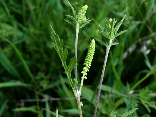 {Ambrosia artemisiifolia}